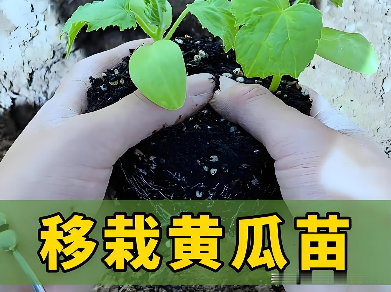 黄瓜只爬藤不结瓜，天热移栽黄瓜苗，底肥搭配与覆土技巧一次说清前几天跟大家讲过，