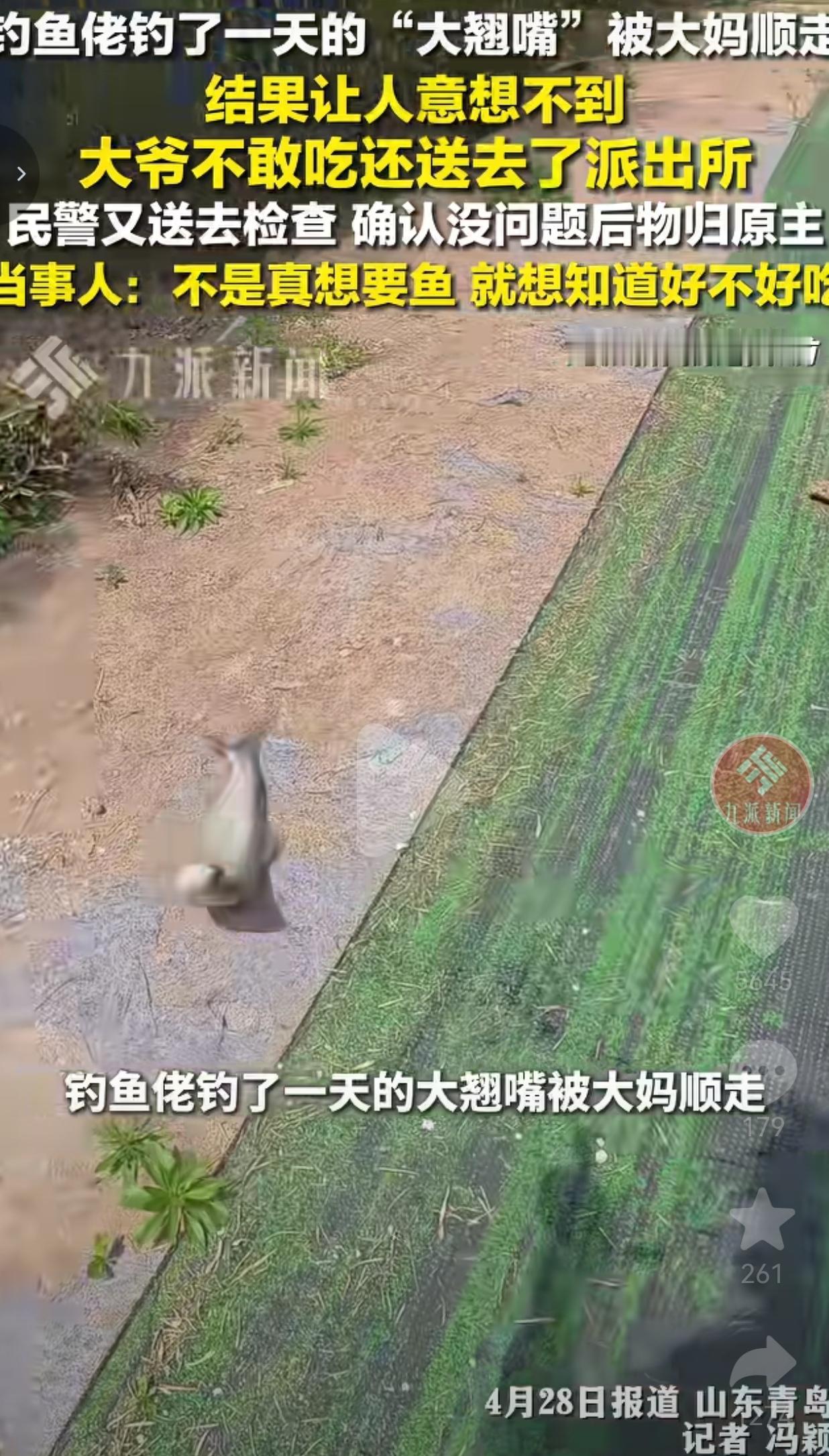 近日，山东青岛的于先生，在朋友的鱼塘钓了整整一天，好不容易拉上来一条北方少见的大