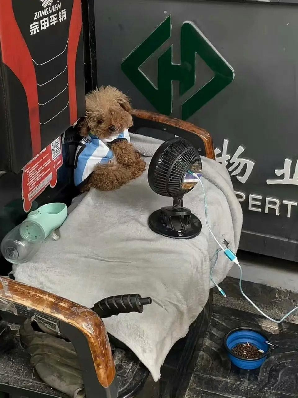 送快递的小狗，也是被人疼的宝贝！
