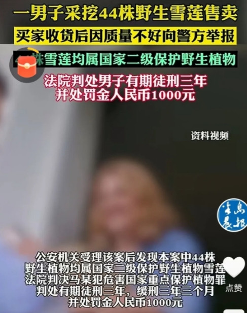 新疆乌鲁木齐，男子上山采蘑菇时，发现一片野生雪莲，他喜出望外，一口气把44株雪莲