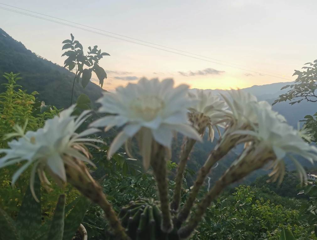 我隔壁八十岁的五保爷爷，无儿无女。这些年我没少帮他。昨天，他塞给我个东西，说是珍