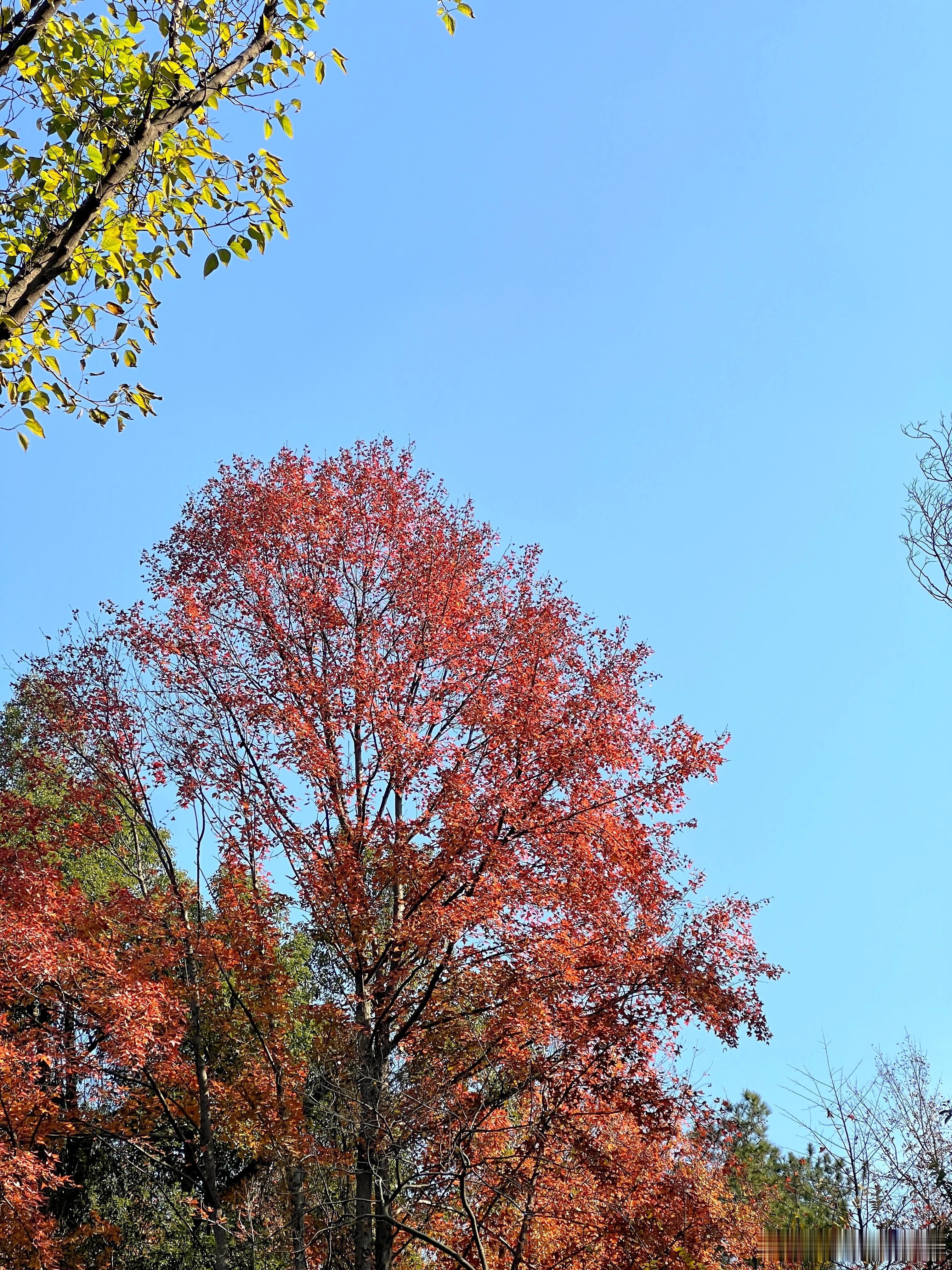 武汉旅游攻略武汉喀纳斯实锤！青龙山徒步线美疯了🍂江夏青龙山国家森林公园，已经美