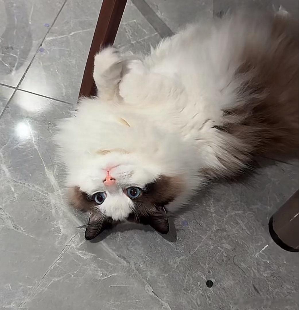 我想一只小猫咪！