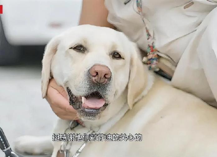 导盲犬芬迪终于回大连基地了！这消息一出来，多少网友比自己放假还开心——谁看了它之