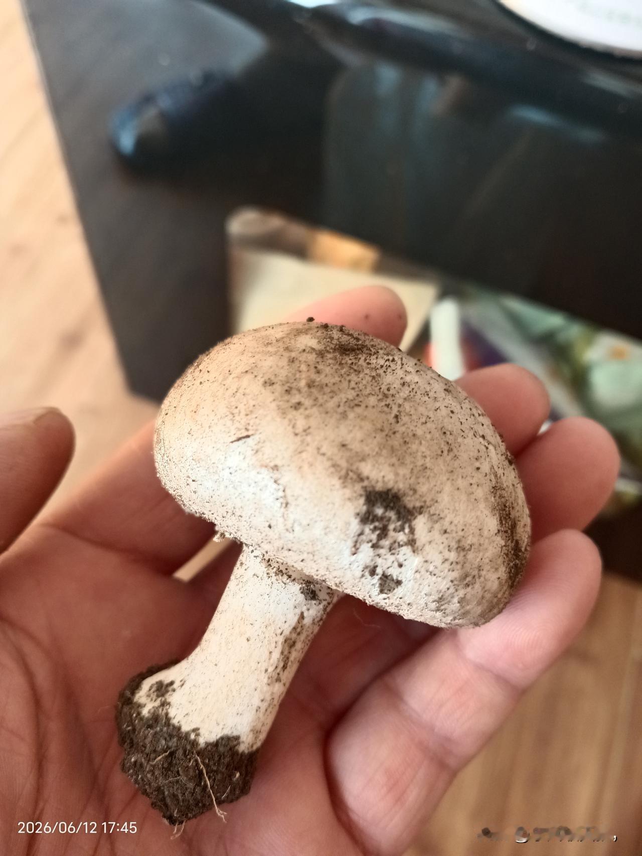 不认识的蘑菇可不能吃啊今天在土豆地里看到了一兜蘑菇，看形状有点像马勃，也就是老