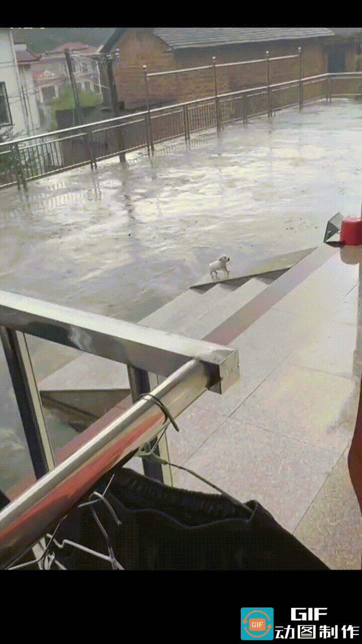 小奶狗在雨中上斜坡，雨簌簌的下着，斜坡被雨水洗得发亮，能清晰地照出人影。狗狗努