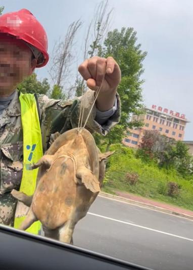 最近总在医院、地铁口看到卖鳖的。每次都告诉自己这是骗局，但昨天掏钱买了。卖