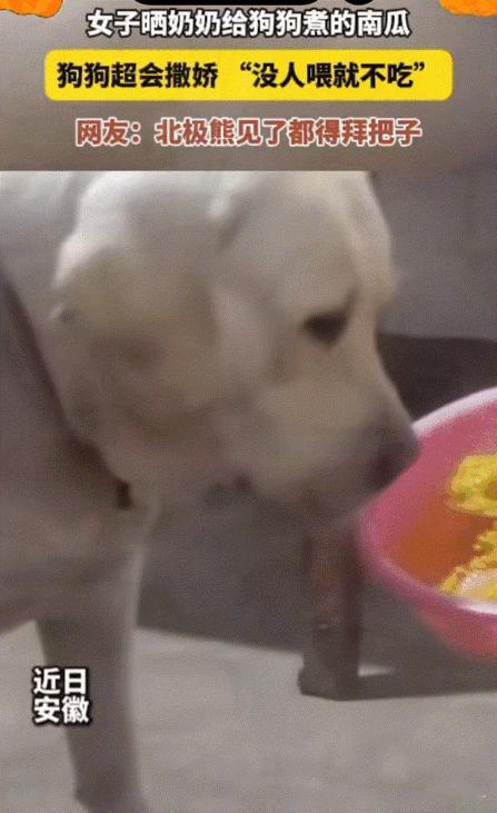 万物皆有灵！安徽，奶奶给狗子煮了一盆南瓜，结果被惯坏的狗子竟然没人喂就不吃。奶奶