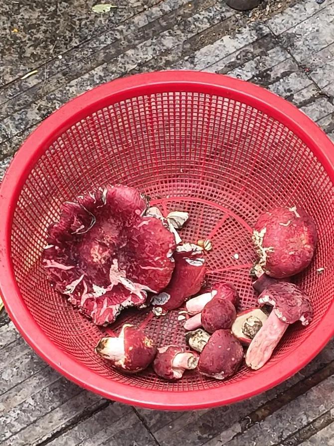 这就是红菇，纯正的闽北山珍。由于季节原因，今年产出很少，这种刚从茫荡山深处采搞