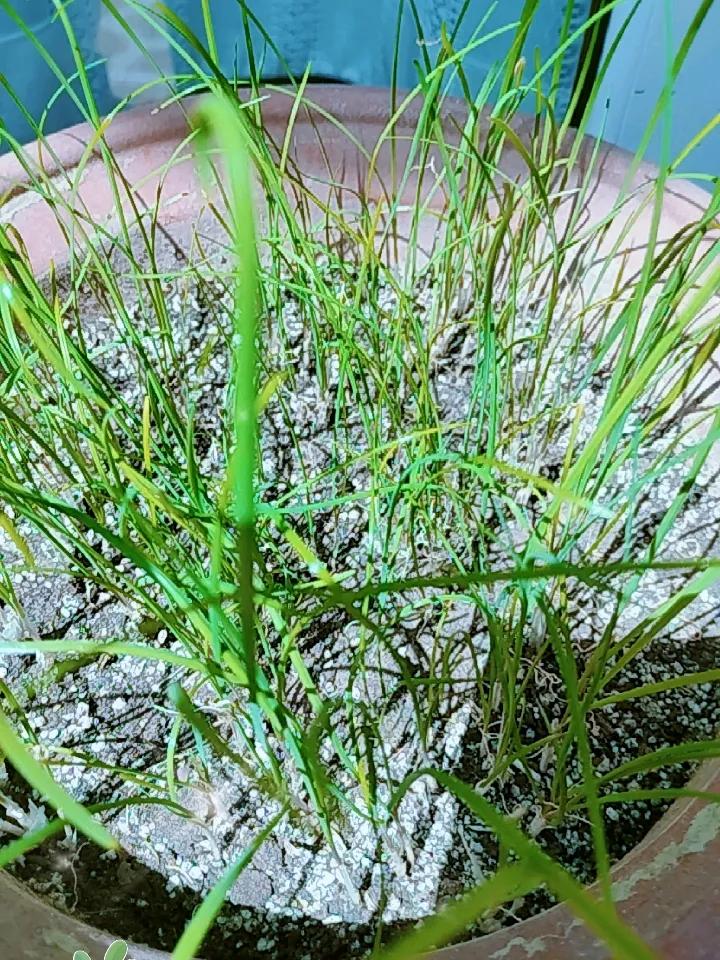 盼望着这黑葫芦发芽，可真是着急呀！我觉得还是种韭菜好，不用管它，春天浇点水就长这