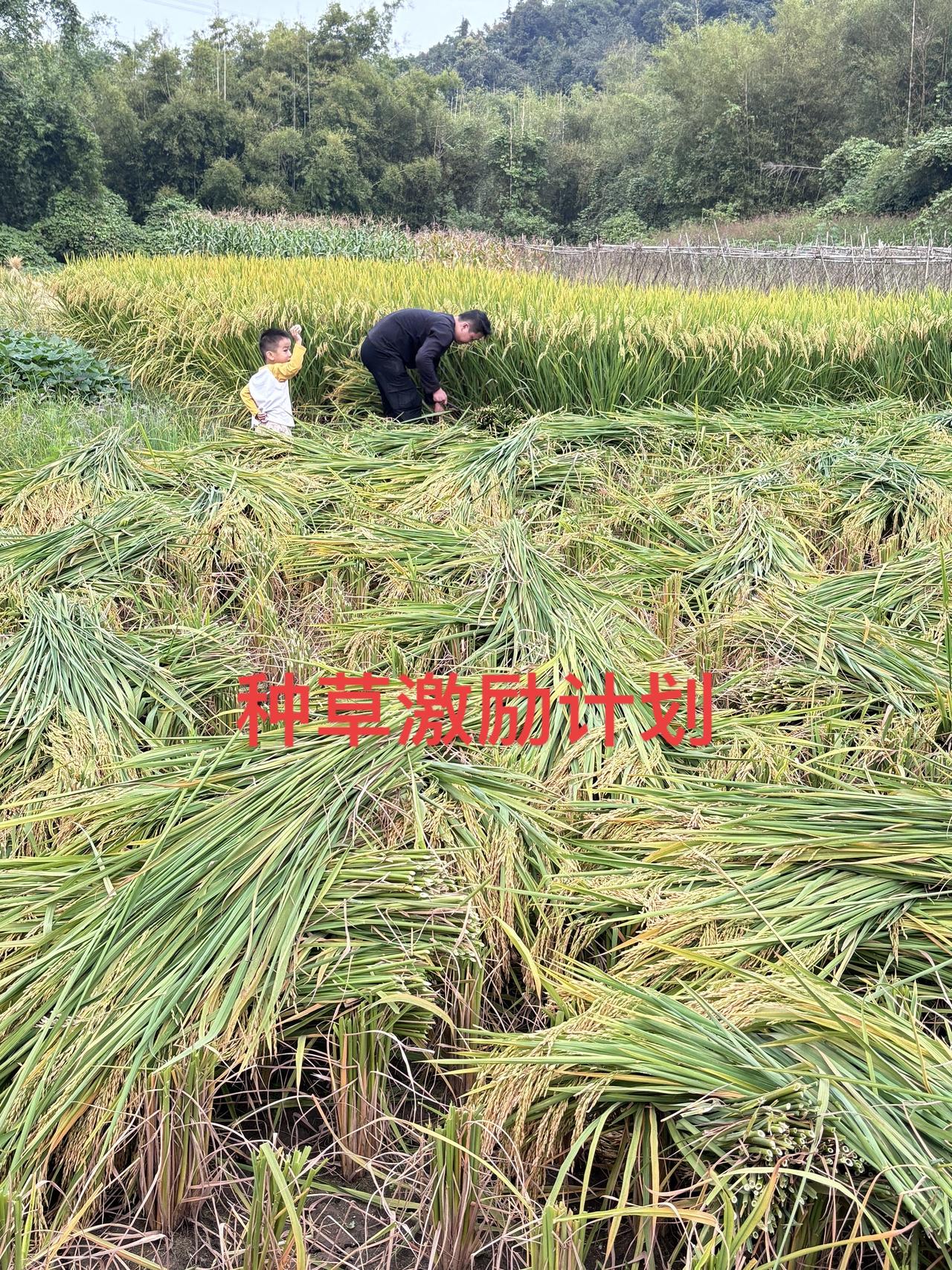 做抖音太难了😭种草激励计划割稻谷粒粒皆辛苦