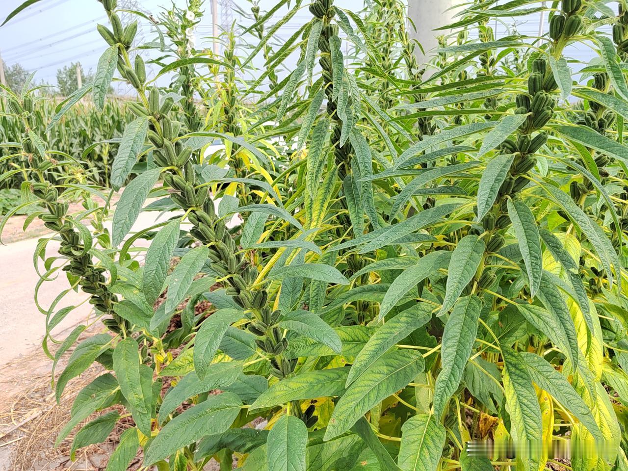 退休金达到这个数，就超越了八成的退休人员！退休了，人们依靠的就是退休金！退休