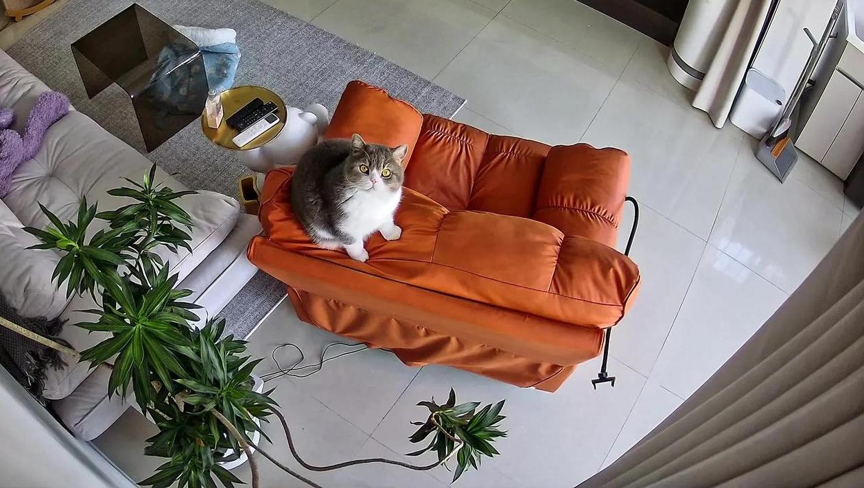 今天刷到一段监控录像，瞬间鼻子就酸了：主人加班到深夜没回家，家里的小猫端端正正坐