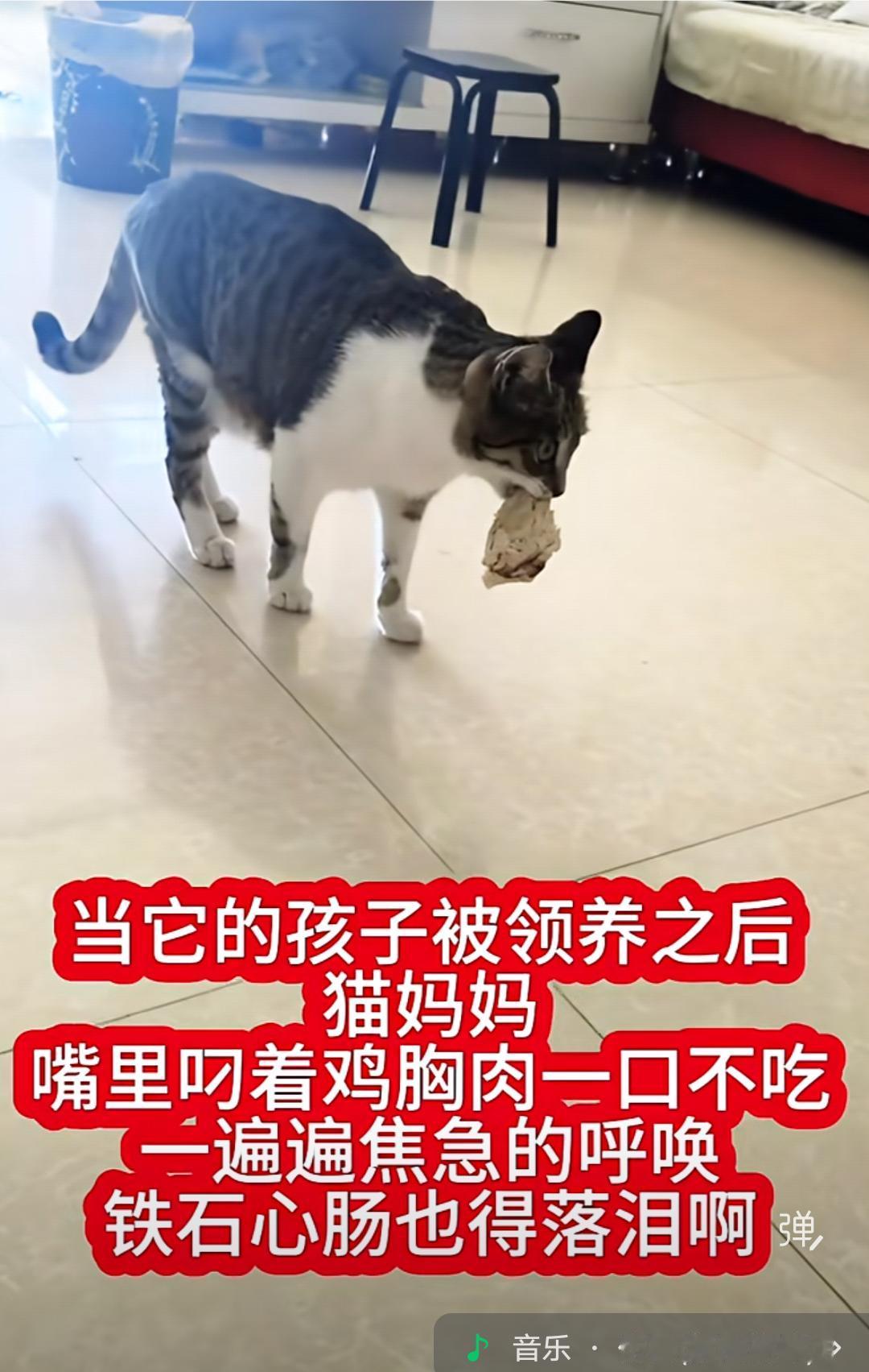 你不会相信，我竟然在一只猫妈妈的身上看到了我的影子！当猫妈妈的孩子被领养后，猫