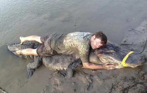 2021年，一名美国猎人巧布陷阱，捉住一只400多斤的巨鳄，当鳄鱼肚子被剥开后，