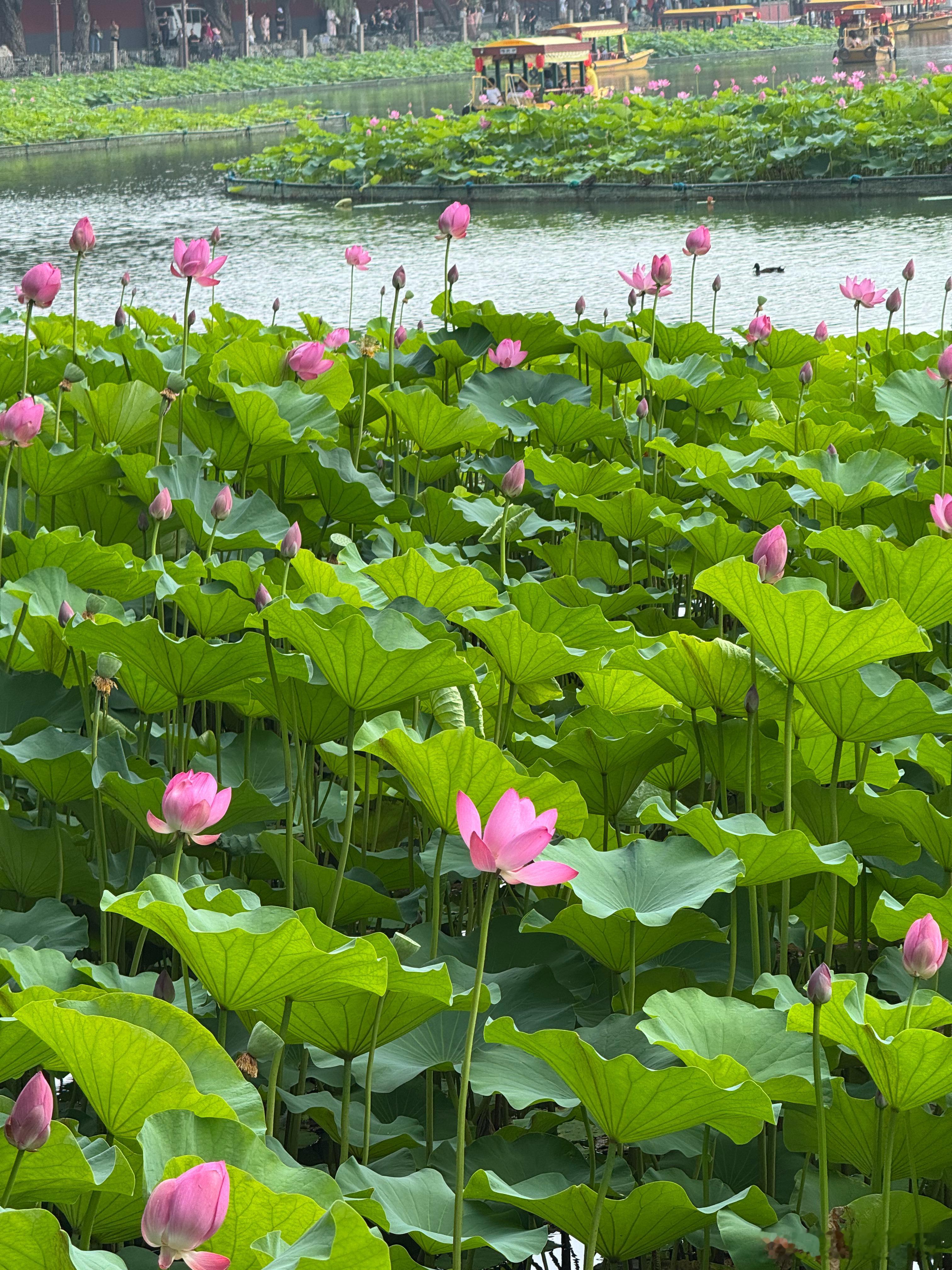 北海公园荷花现状​​​