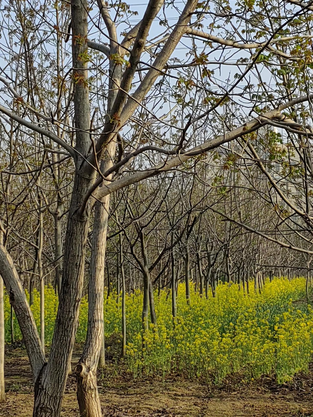 老家有一亲戚，官至大学校长，很是不容易。这亲戚家家族兴旺，亲侄子、亲侄女近20