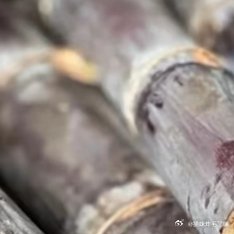 甘蔗的种植方法1、挑选种植挑选种植主要是根据甘蔗的生长情况来决定的，需要选择比较