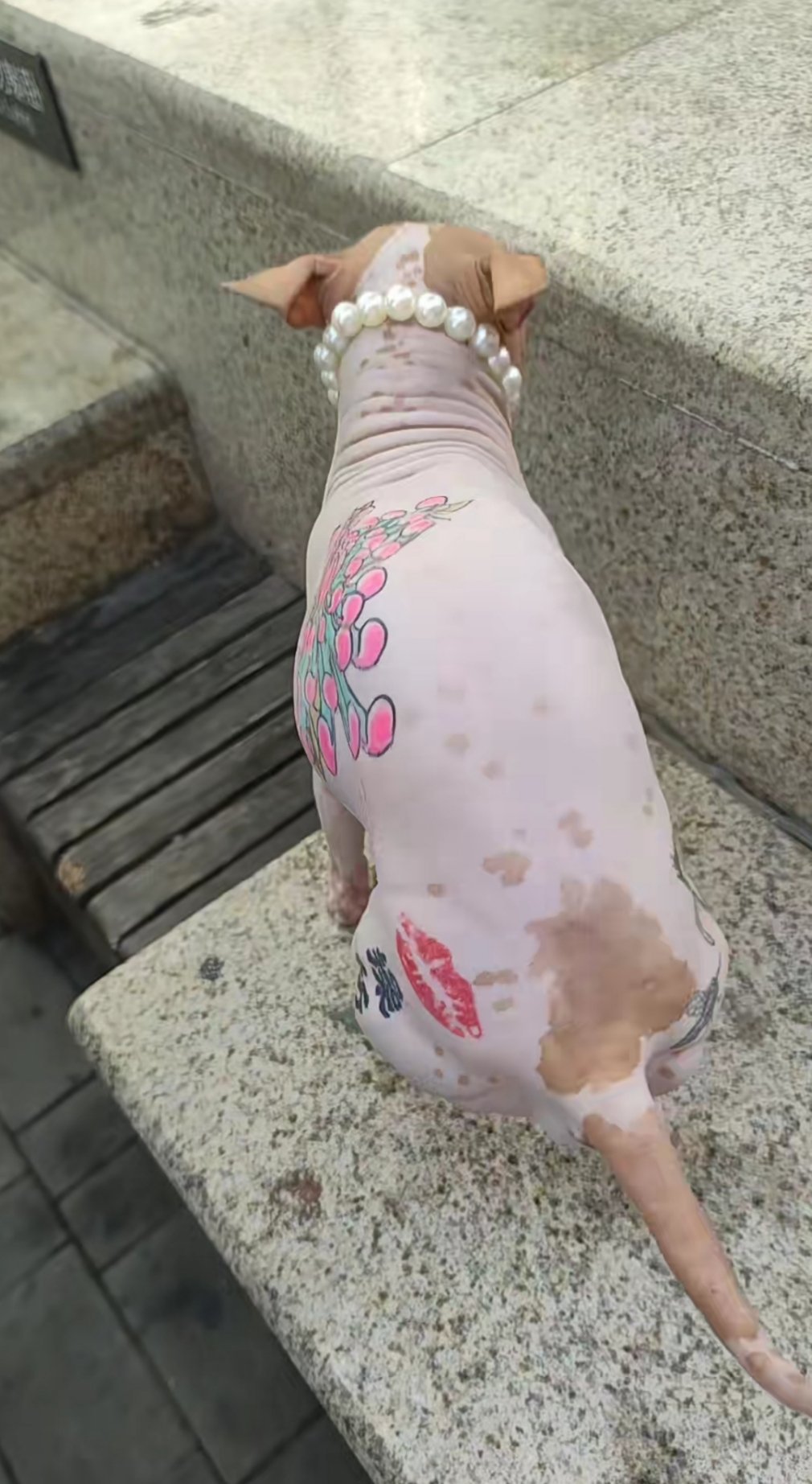 天津的纹身狗​​​