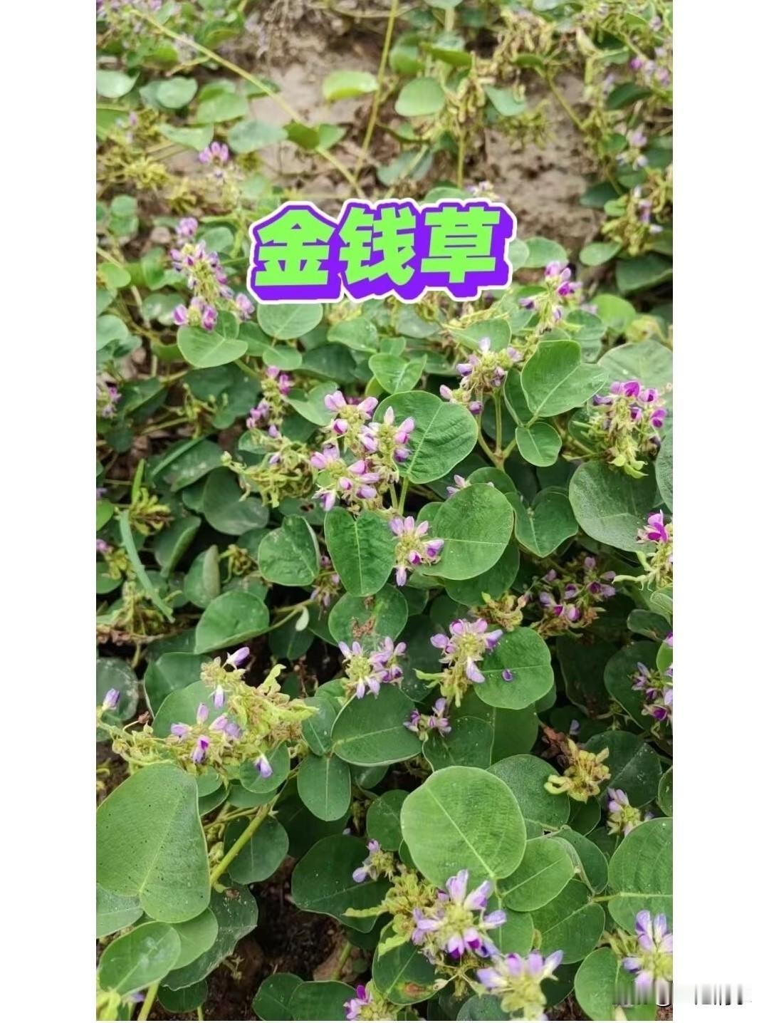 最近听到一段话，让我后背发凉。“最好的养生，是一个人走完一生。因为任何人来