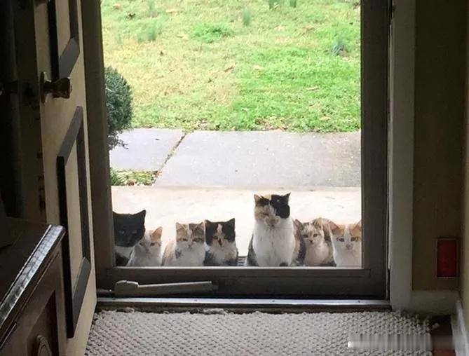 一网友说父母偶尔喂了一次流浪猫，结果早上起来一看，家门口就是这幅场景。。。