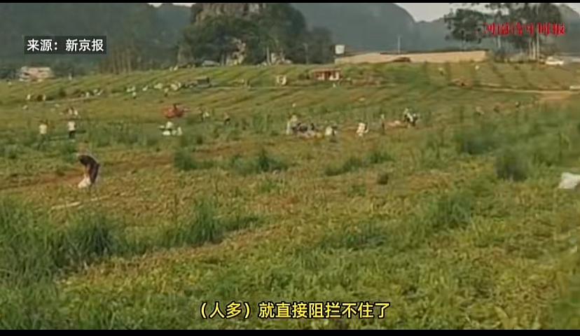 广西一农村发生大规模哄抢西瓜事件，好像地里西瓜没有主人随便拿似的。事件发生后，三