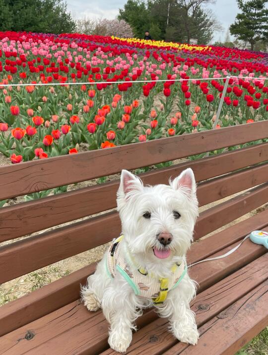 🇰🇷郁金香 开花了！