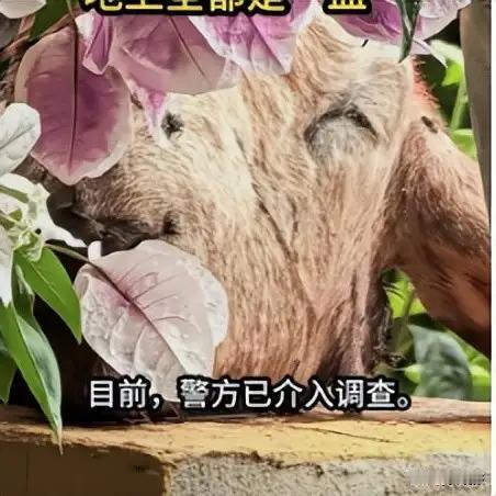 “太瘆人了！”辽宁大连，一81岁独居老太，早晨醒来发现2楼阳台全是血，墙头有颗羊