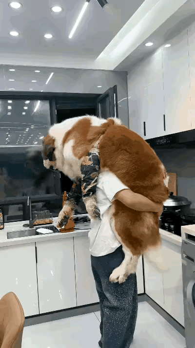 在父母与子女之间，他选择了🐩……