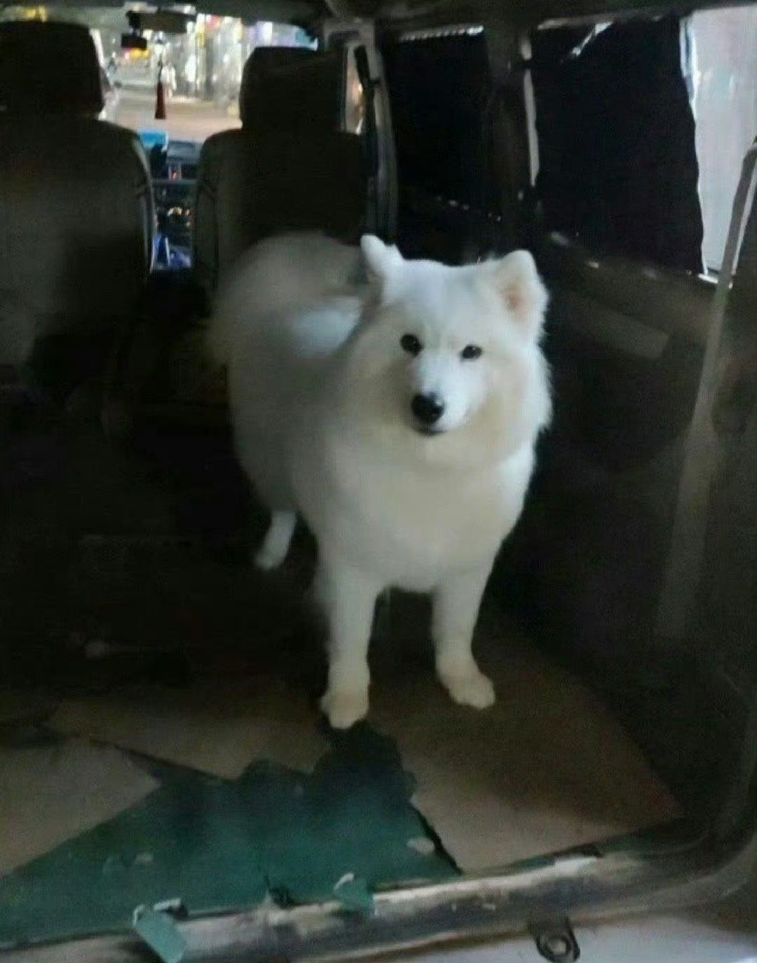 司机师傅估计也是第一次拉那么可爱的货