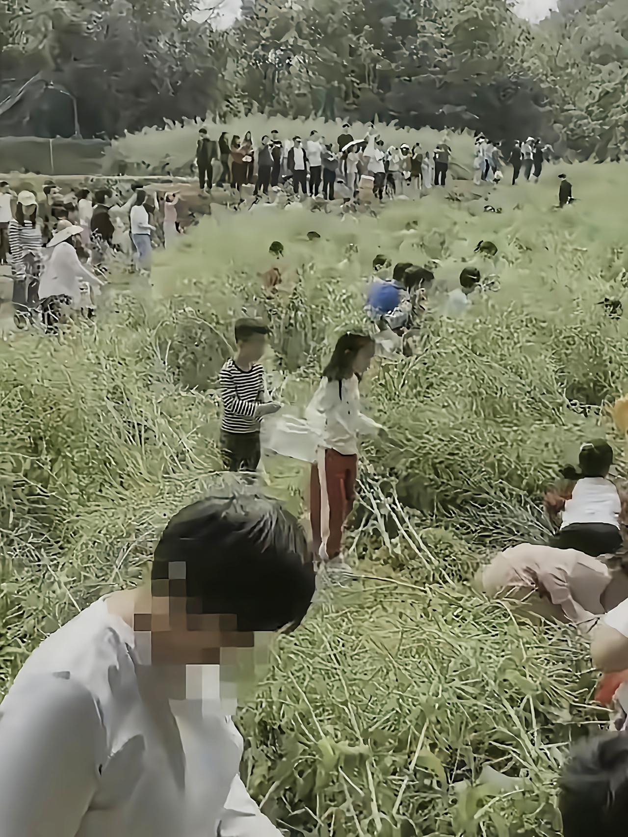 一群幼儿园的孩子，兴奋地奔跑在结满籽的油菜地里，长长的田埂上站满了笑着拍照的父母