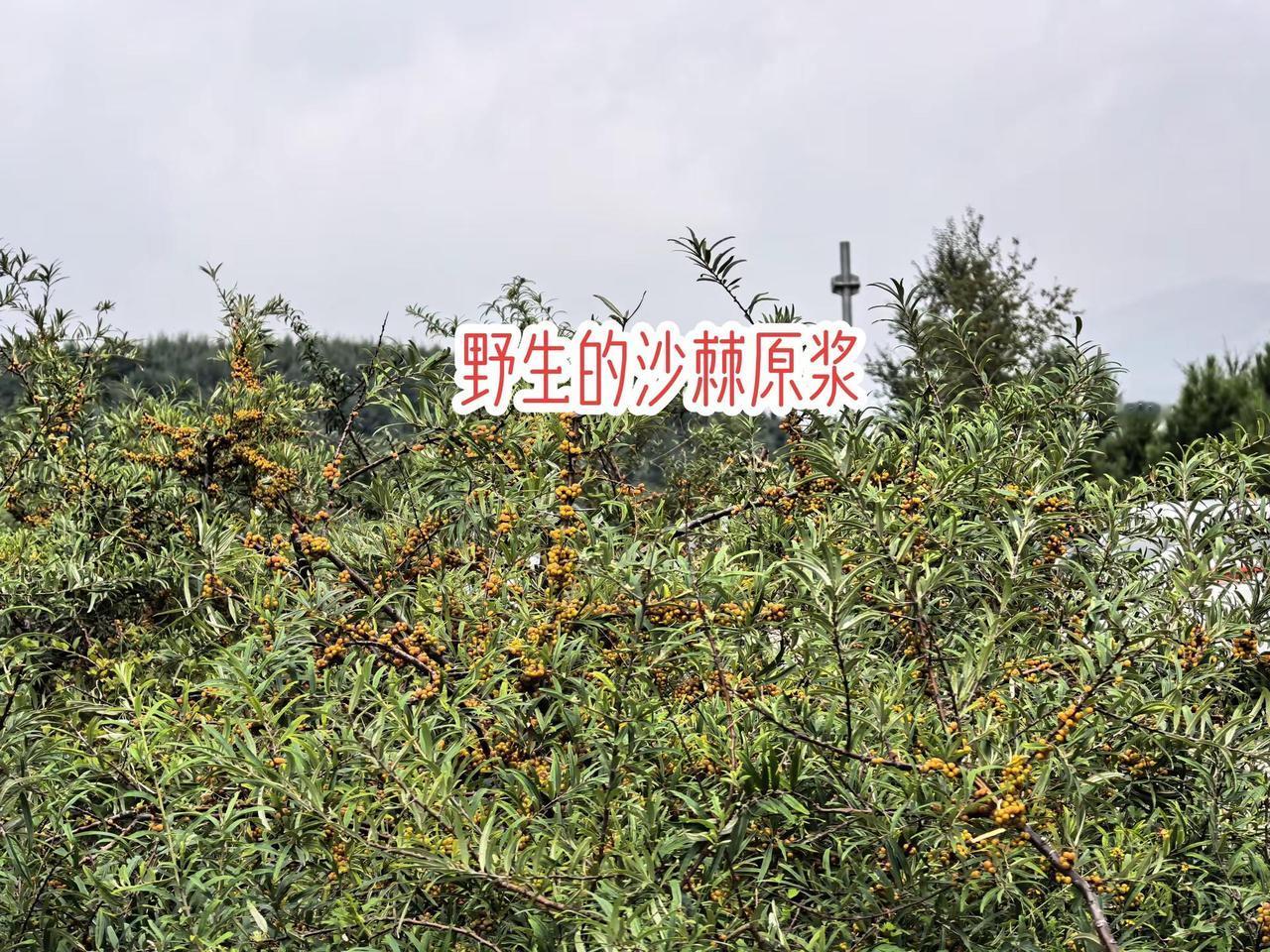 真正的沙棘汁来了沙棘生长的地方无公害的果子自然系果实看到那遍野的沙棘树，