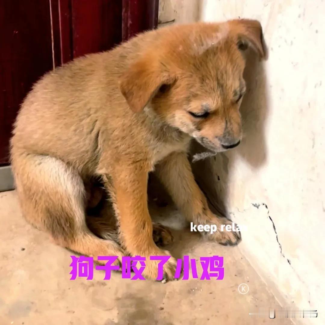 今天镇上赶集，买了十几只小鸡，放到家里的后院养着。由于鸡圈里养着几只大鸡，怕小鸡