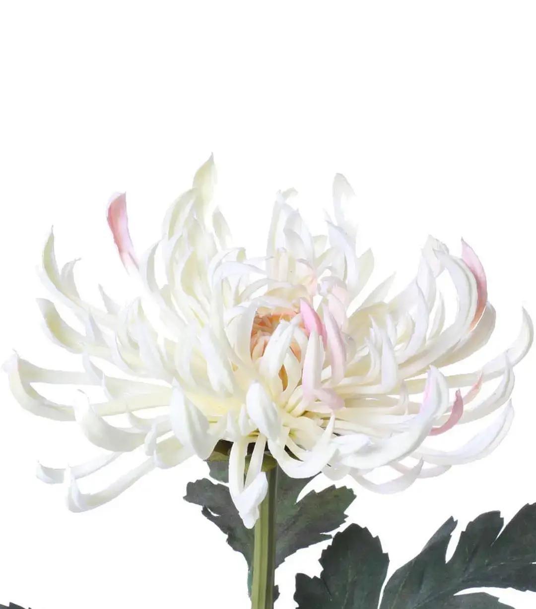 一朵淡雅的菊花让我明白：中年不需要喧闹，安稳就好。（新：秋色小菊）窗台上