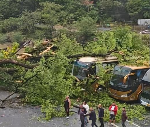 江西望仙谷，一棵百年老樟树被风吹倒，多辆大巴车被砸！4月17日，江西上饶望仙