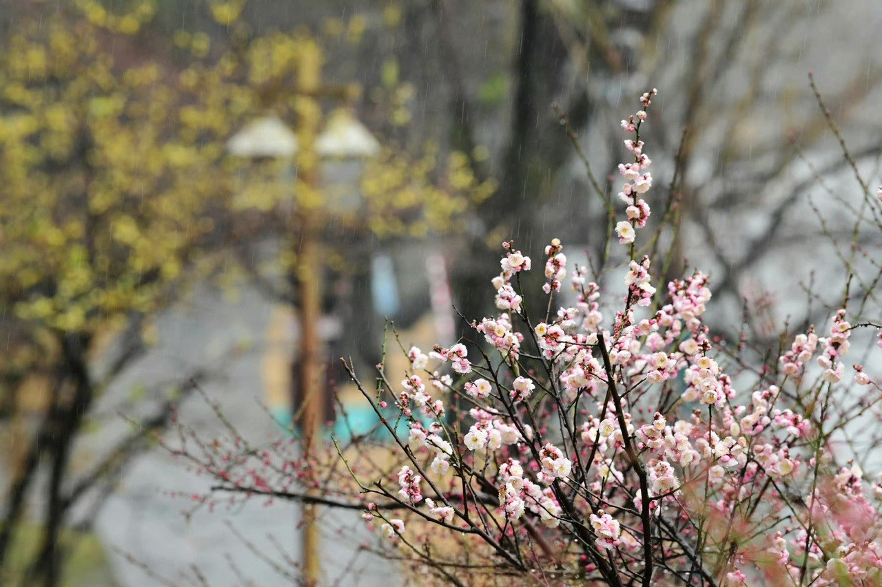 浙江气温上演‘过山车’！2月5日或直冲20℃+