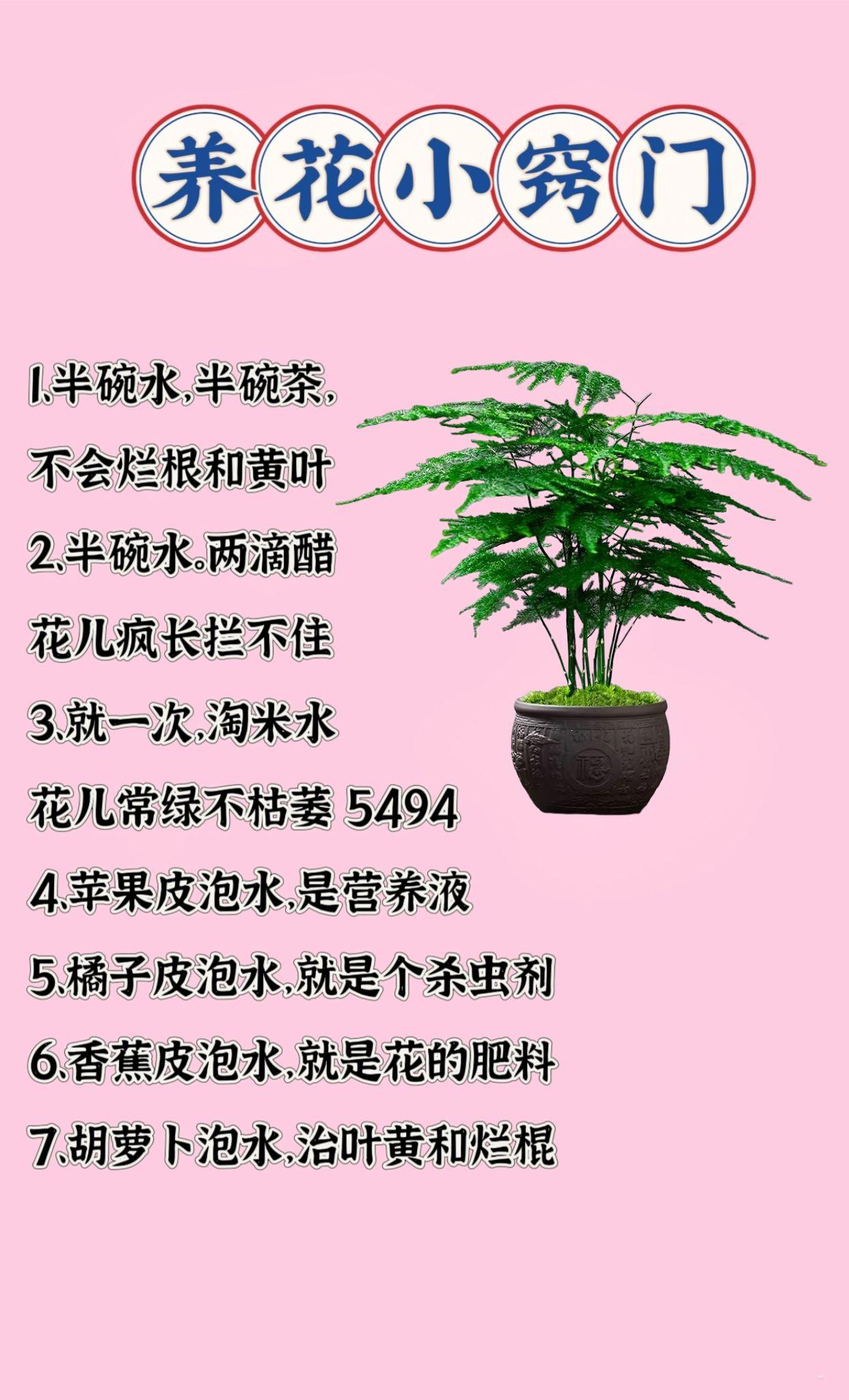 种植小技巧养花小知识盆栽绿植