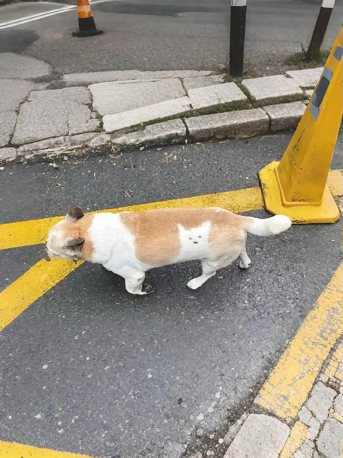 新谈的对象纹身上了