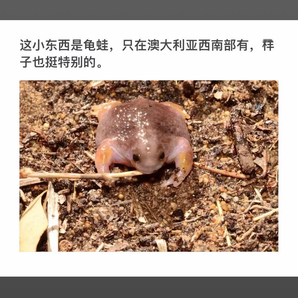 澳大利亚西南部独有的小可爱龟蛙，萌化你的心！🐸💕