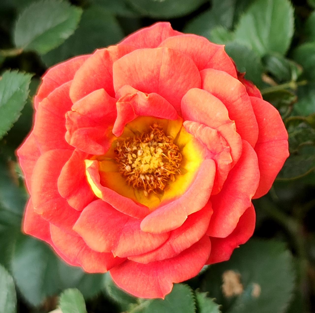 说一说广东的自建房，在广州黄埔区，白云区，天河区，增城区，从化区，都有很多城中村