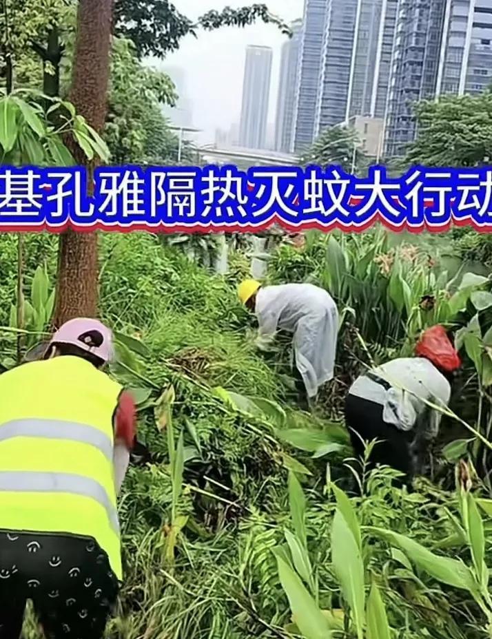 受基孔肯雅热的影响，一些城市加大了灭蚊的力度，让蚊子无处可逃。除了大规模喷洒灭蚊