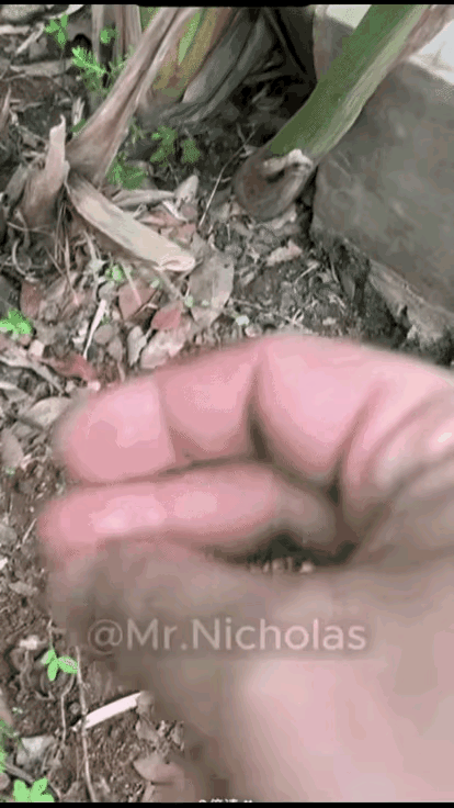 我看懵了，这是新品种AI兽吗？