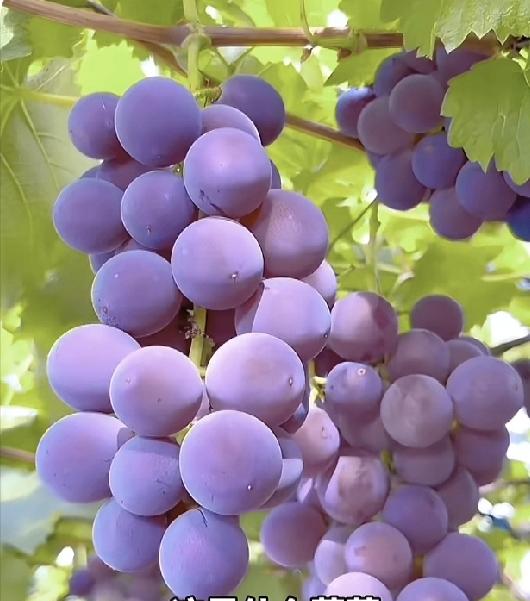 糖尿病患者可以适量吃葡萄吗？医生讲关键在“吃对方式”：葡萄GI值45~59（