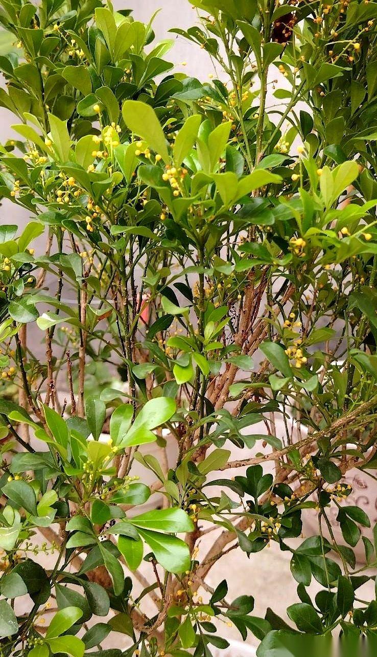 对门月薪一千五的保安大哥，晚饭点儿雷打不动，一杯酒，两条小菜，脚翘在茶几上，电视