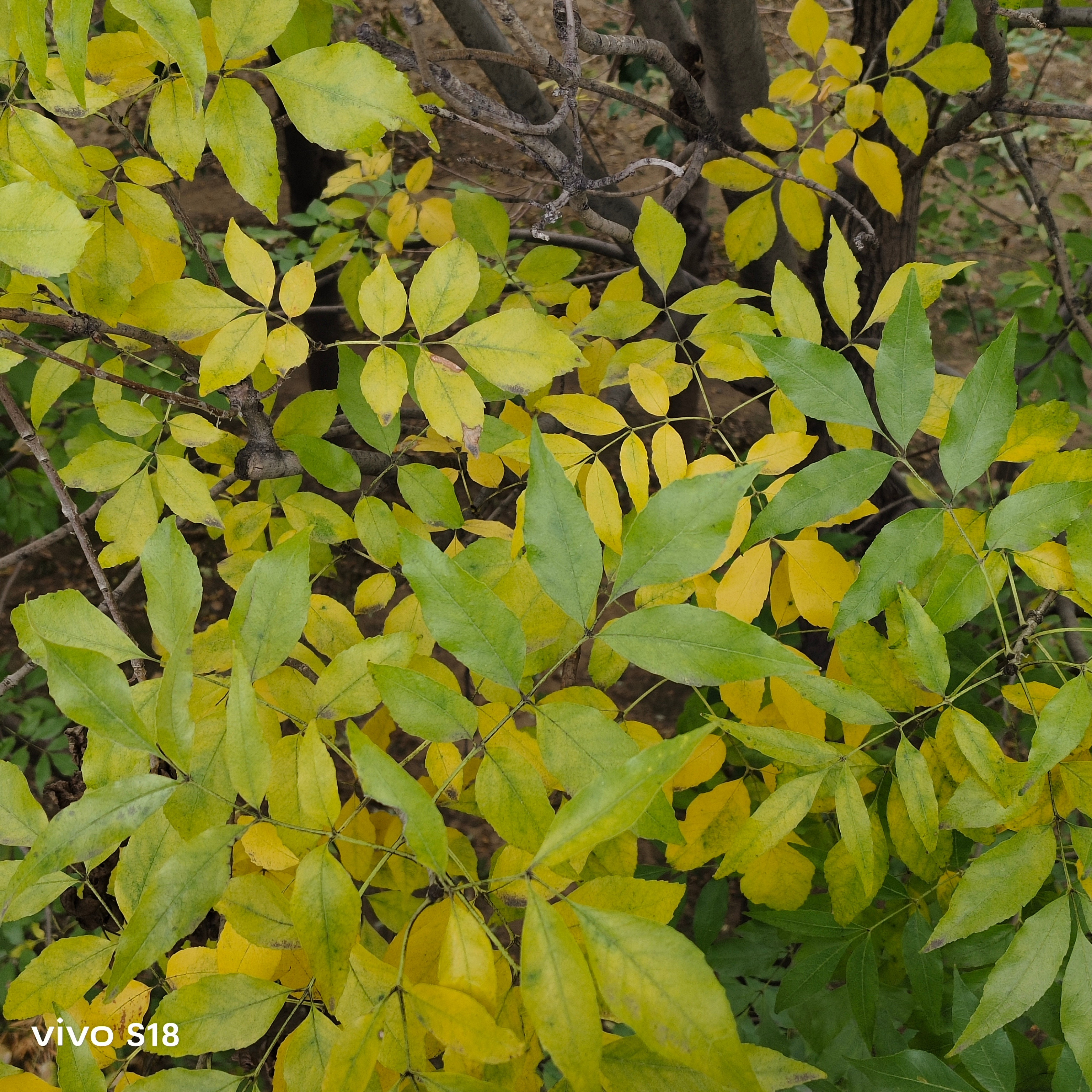总算看到树叶🍂开始泛黄了树叶再不黄，我都要怀疑天天觉得冷是我太虚了👋​