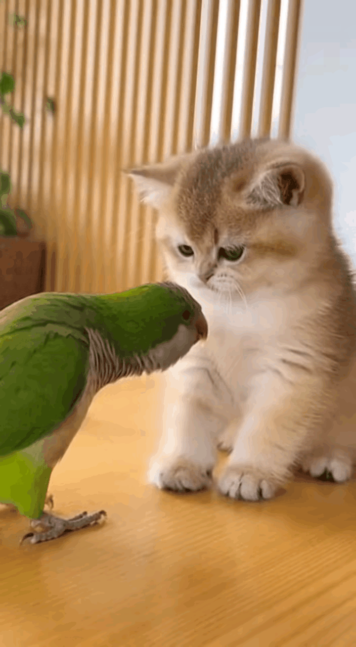 网友家的两位小活宝也太招人喜欢了！圆滚滚的软萌金渐层奶猫，搭配一只绿油油的机灵小