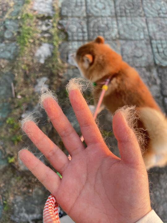 养柴犬吧 包不掉毛的（真的）
