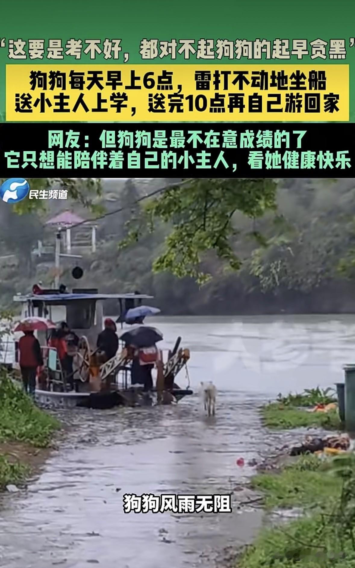 这要是考不好是不是都对不起狗狗每天的起早贪黑？湖南邵阳一小朋友上学，家里的狗狗