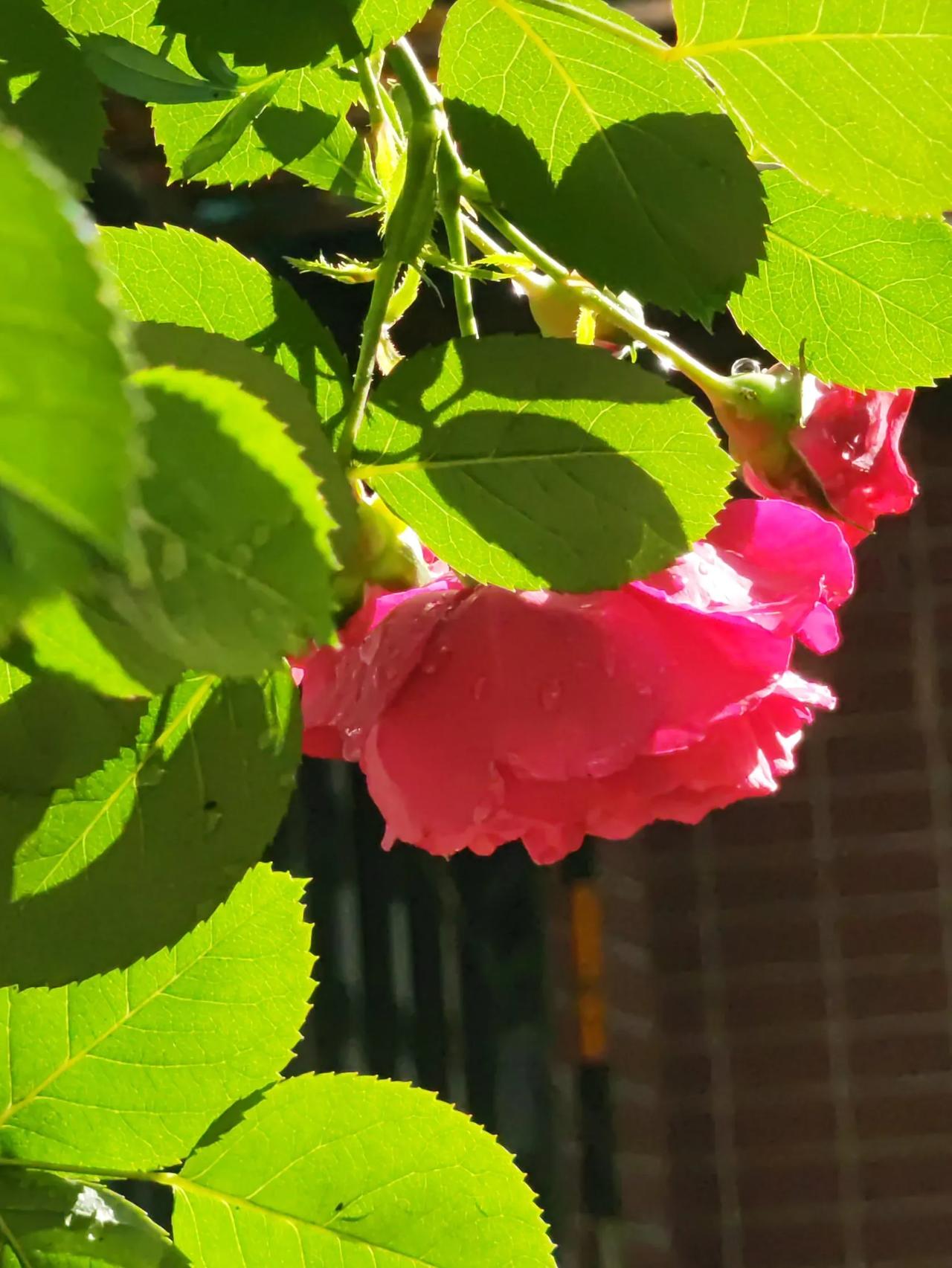 五月入夏月季红，花红争艳最抒情。月季之美花好载，东西南北露峥嵘。