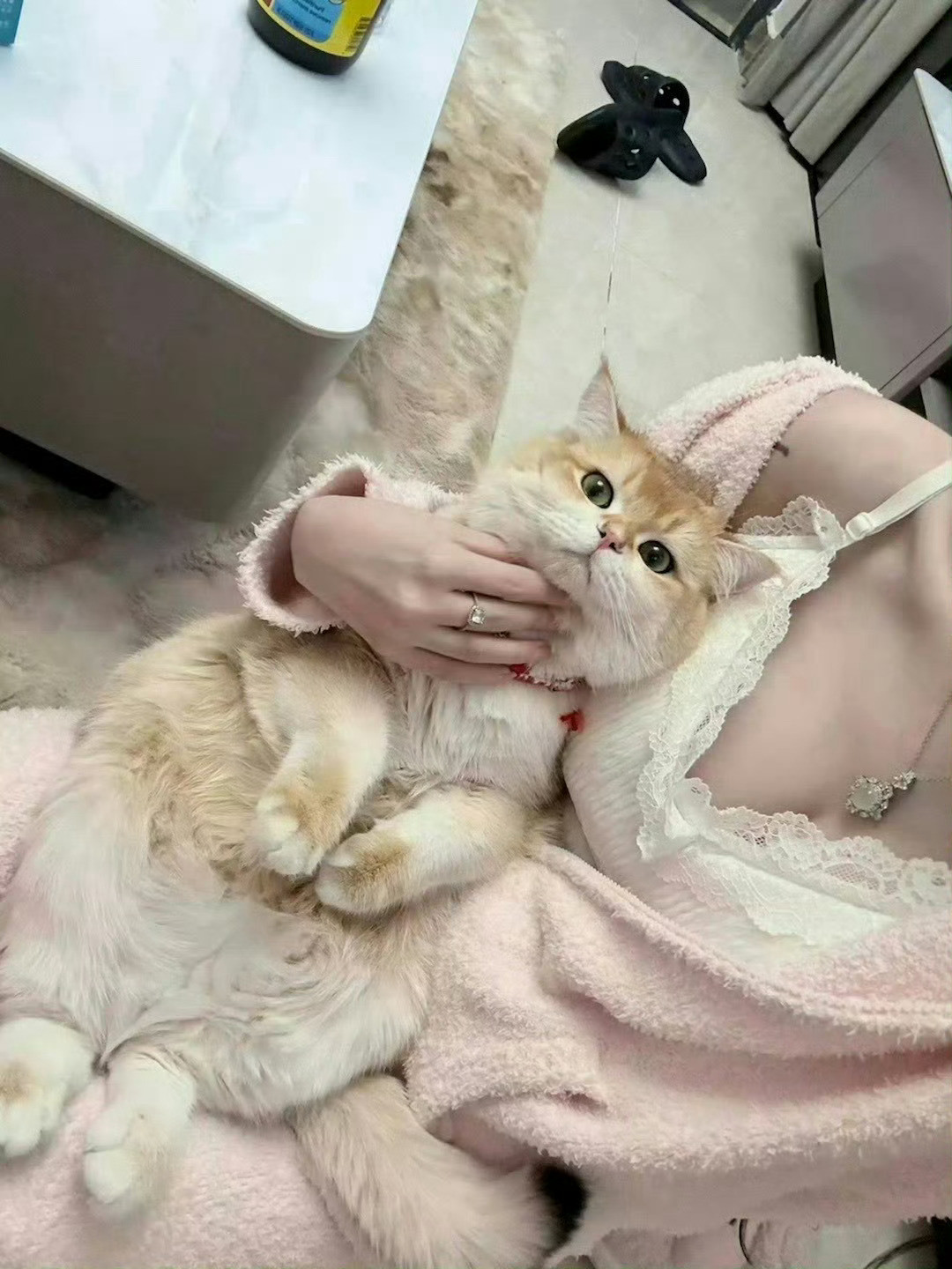 家里的小猫咪真可爱，白白胖胖